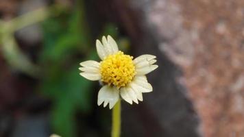 ein Gelb Blume im das Garten mit Unschärfe Hintergrund foto