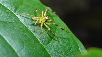 Makro Foto von ein Grün Spinne thront auf ein Blatt