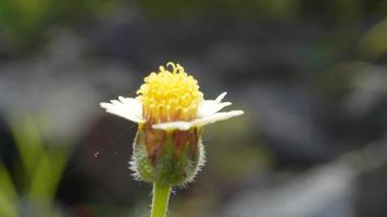 ein Gelb Blume im das Garten mit Unschärfe Hintergrund foto