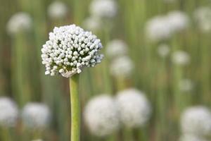 schön Weiß Zwiebel Blume mit verschwommen Hintergrund. selektiv Fokus foto