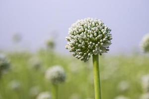 schön Weiß Zwiebel Blume mit verschwommen Blau Himmel Hintergrund natürlich Sicht. selektiv Fokus foto