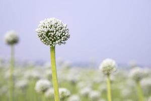 schön Weiß Zwiebel Blume mit verschwommen Blau Himmel Hintergrund natürlich Sicht. selektiv Fokus foto