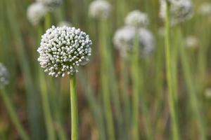 schön Weiß Zwiebel Blume mit verschwommen Hintergrund. selektiv Fokus foto