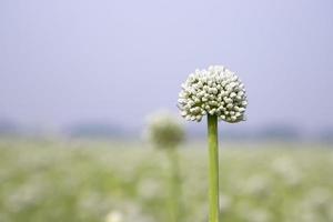 schön Weiß Zwiebel Blume mit verschwommen Blau Himmel Hintergrund natürlich Sicht. selektiv Fokus foto