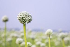 schön Weiß Zwiebel Blume mit verschwommen Blau Himmel Hintergrund natürlich Sicht. selektiv Fokus foto