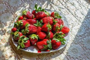 frische Erdbeeren auf einem weißen Teller, auf einem Picknicktisch