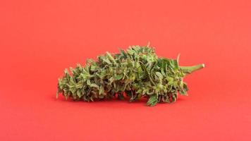 Cannabisknospe auf rotem Grund foto