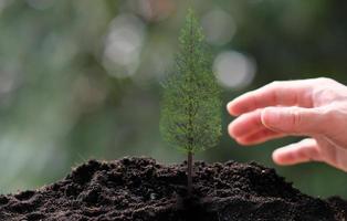 kleiner Baum, der auf grünem Hintergrund wächst foto