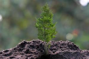 kleiner Baum, der auf grünem Hintergrund wächst foto