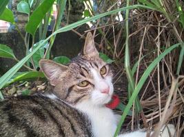 Tabby Katze Sitzung draußen im das Gras foto