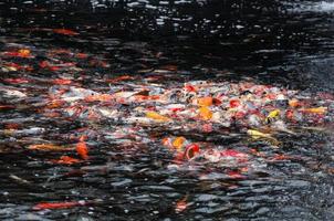 schöne Karpfen-Koi-Fische schwimmen im Teich im Garten foto