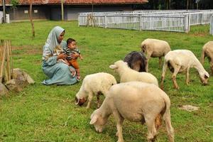 bogor Indonesien 2023 ein Mutter und ihr Kind sind spielen mit ein Sammlung von Ziegen beim ein natürlich Tourist Stelle.. foto