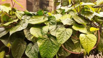 daun Herr oder Betel Blatt ist ein Blatt Das ist benutzt im Kräuter- Medizin wie ein Antibiotikum. foto