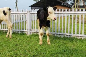 Kalb mit schwarz und Weiß Haut auf Gras Feld. foto