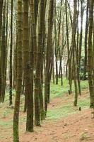 Reihen von Kiefer Bäume im das tropisch Wald von Indonesiens halimun Berg foto