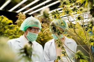 zwei Forscher sind spezialisiert im das Forschung Konzept von medizinisch Marihuana, Sativa Öl, cbd Chinesisch Kräuter- Medizin, Kräuter- Medizin und Medizin. Cannabis Geschäft. foto
