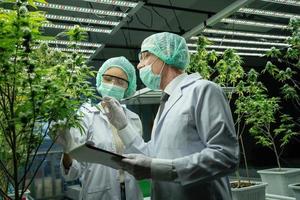 Cannabis Wissenschaftler sind Nachforschungen anstellen das Qualität von Cannabis Cannabis im Anbau Schulen. medizinisch Konzepte, Cannabis, cbd foto