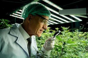 Cannabis Wissenschaftler sind Nachforschungen anstellen das Qualität von Cannabis Cannabis im Anbau Schulen. medizinisch Konzepte, Cannabis, cbd foto