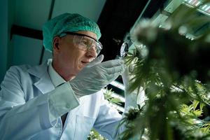 Porträt von ein Fachmann Wissenschaftler und medizinisch Cannabis Untersuchung Handschuhe im ein Gewächshaus. Kräuter- Konzepte, cbd Öl, Hanf foto