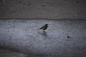 Rotstart auf nass Boden foto