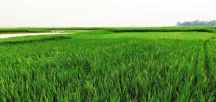 Paddy Feld Blau Himmel Über das See, natürlich Aussicht von Dorf Ackerland foto