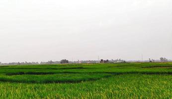 Paddy Feld Blau Himmel Über das See, natürlich Aussicht von Dorf Ackerland foto