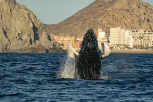 Buckel Wal verletzen im cabo san lucas Baja Kalifornien sur Mexiko Pazifik Ozean foto