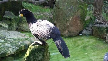 ein männlich schwarz curassow crax Alektor ist ein Spezies von Vogel im das Familie Krebse. foto