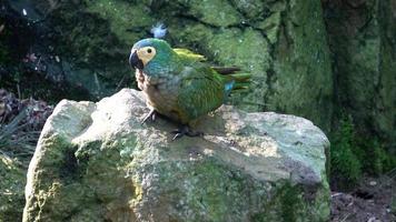 Grün Papagei Amazonas farinosa. Grün Papagei mit Gelb Gefieder. foto