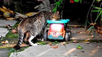 süß Katze Sitzung auf das Auto Spielzeuge trinken von das Haus im das Park Hintergrund Bilder foto