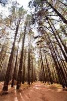 Bäume im Wald foto