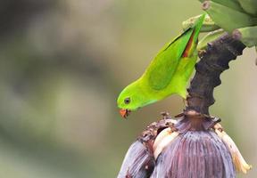 ein hängend Grün Papagei bekommen das Nektar von Banane Blume foto