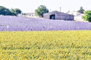 Sonnenblumenfeld im Sommer foto