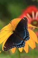 rot entdeckt lila Schmetterling auf Sonnenhut foto