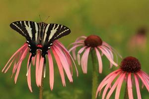 Zebra Schwalbenschwanz Schmetterling auf blass lila Sonnenhut foto