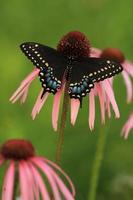 östlichen schwarz Schwalbenschwanz Schmetterling auf blass lila Sonnenhut foto