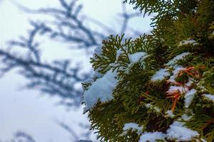 frisch Schnee auf das Geäst von Thuja Occidentalis smaragd. gefroren Nadeln von ein immergrün Nadelbaum Baum Thuja. foto