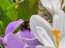 ein Hummel sammelt Pollen von ein Krokus Blume im früh Frühling. foto