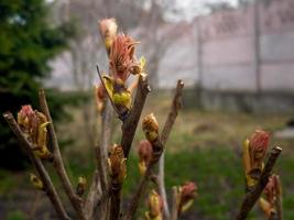 Knospen auf das Geäst von ein Pfingstrose Baum Nahansicht. Paeonia suffruticosa im Frühling im das Garten. foto