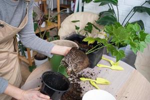 das irden Klumpen von ein Zuhause eingetopft Pflanze ist verschlungen mit Wurzeln, das Pflanze hat entwachsen das Topf. das brauchen zum ein Pflanze neu bepflanzen. Umpflanzen und Pflege zum ein Zuhause Anlage, Rhizome, Wurzel verrotten foto