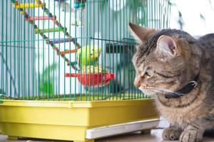 ein inländisch Katze ist Sitzung in der Nähe von ein Käfig mit ein Papagei, Aufpassen ein Vogel, Jagd. behalten Haustiere im Freundschaft und Feindschaft, Stress und Haustier Interaktion foto