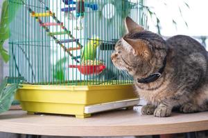 ein inländisch Katze ist Sitzung in der Nähe von ein Käfig mit ein Papagei, Aufpassen ein Vogel, Jagd. behalten Haustiere im Freundschaft und Feindschaft, Stress und Haustier Interaktion foto