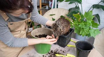 das irden Klumpen von ein Zuhause eingetopft Pflanze ist verschlungen mit Wurzeln, das Pflanze hat entwachsen das Topf. das brauchen zum ein Pflanze neu bepflanzen. Umpflanzen und Pflege zum ein Zuhause Anlage, Rhizome, Wurzel verrotten foto