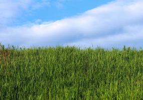 Grün Gras auf das Hintergrund von das Blau Himmel mit Weiß Wolken. foto