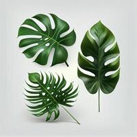 Blätter von tropisch immergrün Monstera Pflanze auf Licht Hintergrund - - ai generiert Bild foto
