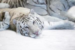 ein Gruppe von schön Weiß Tiger bedeckt mit Schnee. Jahr von das Tiger gemäß zu das Chinesisch Kalender. foto