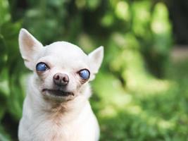 alter chihuahua-hund mit blinden augen, der im garten mit morgensonnenlicht sitzt. foto