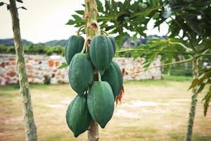 Papaya auf das Papaya Baum foto