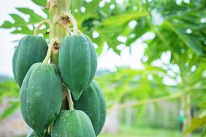 Papaya auf das Papaya Baum foto