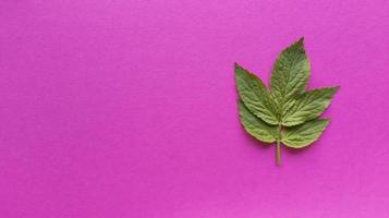 grünes Blatt auf einem rosa Hintergrund, einfache flache Lage mit Pastellbeschaffenheit foto